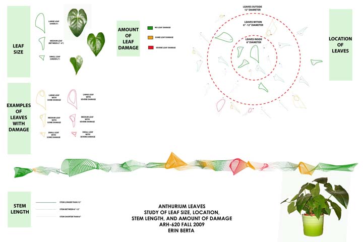 Diagram of Anthurium leaves